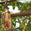 Bats