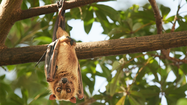 Bats